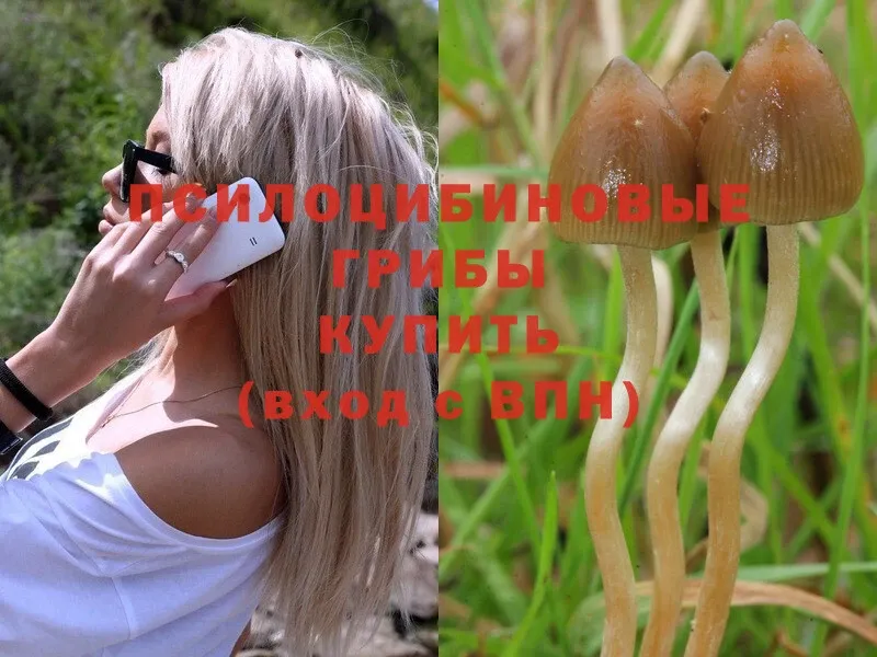 купить  цена  Ужур  Галлюциногенные грибы MAGIC MUSHROOMS 